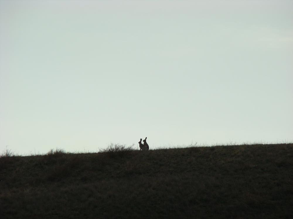 зайцы - жманцы (12.04.2013).jpg