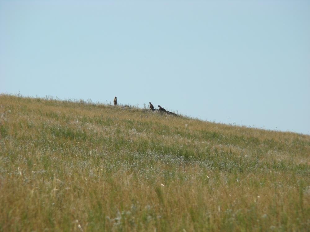 сурки-семья (11.06.12) ч.2.jpg