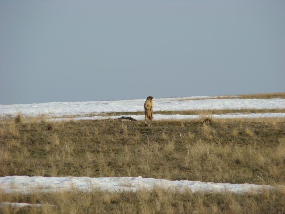 сурок-байбак (07 апр.2012) ч.3.jpg