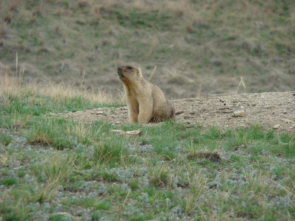 сурок (14.04.12) ч.2.jpg